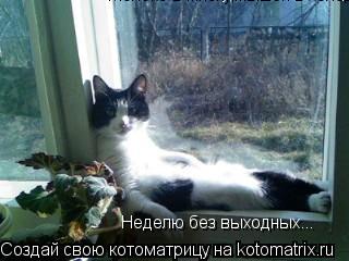 Молоко в миску,мышей в холодильник Неделю без выходных...... Котоматрица: Молоко в миску,мышей в холодильник Неделю без выходных...