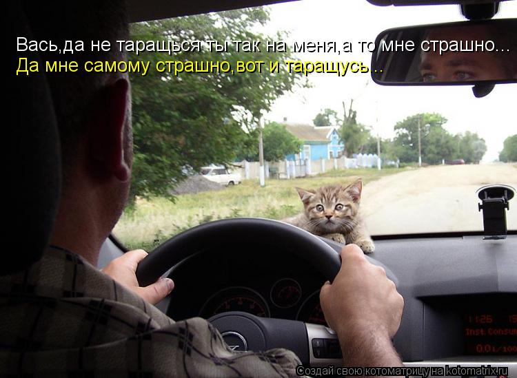 Вась,да не таращься ты так на меня,а то мне страшно... Да мне самому страшно,вот и таращусь...... Котоматрица: Вась,да не таращься ты так на меня,а то мне страшно... Да мне самому страшно,вот и таращусь...