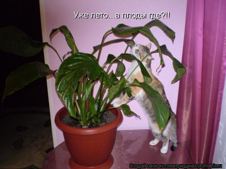 Уже лето...а плоды где?!!... Котоматрица: Уже лето...а плоды где?!!