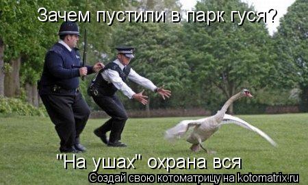 Зачем пустили в парк гуся? "На ушах" охрана вся... Котоматрица: Зачем пустили в парк гуся? "На ушах" охрана вся
