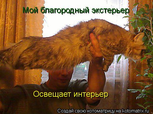 Освещает интерьер Мой благородный экстерьер... Котоматрица: Освещает интерьер Мой благородный экстерьер