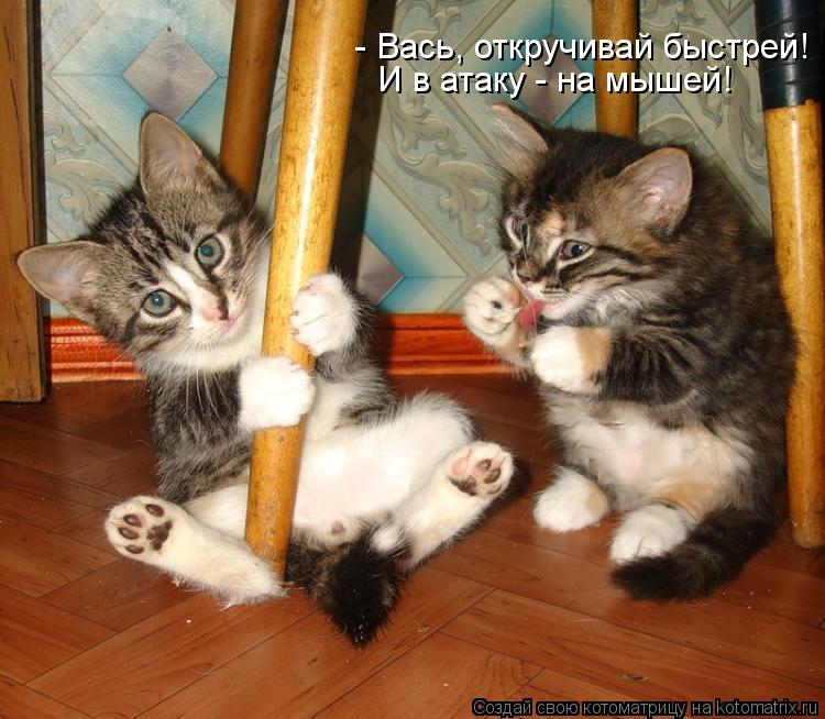 - Вась, откручивай быстрей! И в атаку - на мышей!... Котоматрица: - Вась, откручивай быстрей! И в атаку - на мышей!