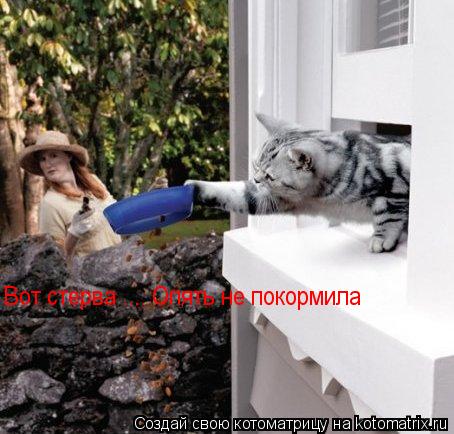 Вот стерва .... Опять не покормила... Котоматрица: Вот стерва .... Опять не покормила