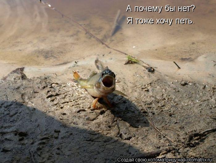 А почему бы нет? Я тоже хочу петь.... Котоматрица: А почему бы нет? Я тоже хочу петь.