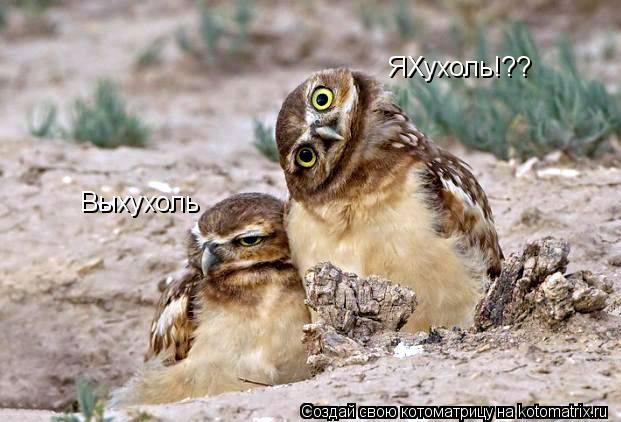 Выхухоль ЯХухоль!??... Котоматрица: Выхухоль ЯХухоль!??