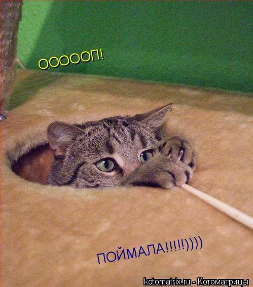ОООООП! ПОЙМАЛА!!!!!))))... Котоматрица: ОООООП! ПОЙМАЛА!!!!!))))
