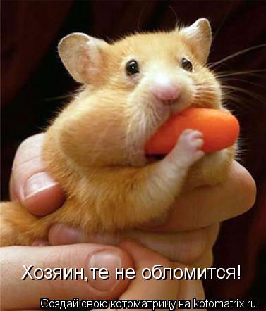 Хозяин,те не обломится!... Котоматрица: Хозяин,те не обломится!