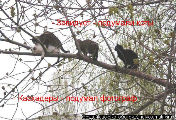 - Каскадеры - подумал фотограф - Завидует - подумали коты... Котоматрица: - Каскадеры - подумал фотограф - Завидует - подумали коты