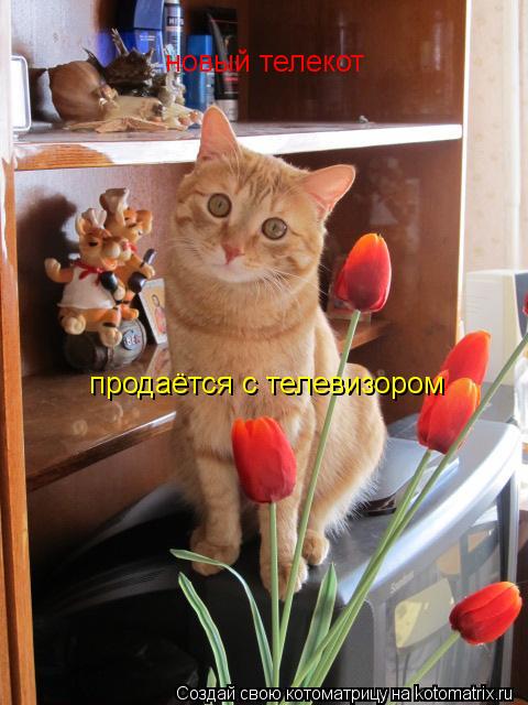 новый телекот продаётся с телевизором... Котоматрица: новый телекот продаётся с телевизором