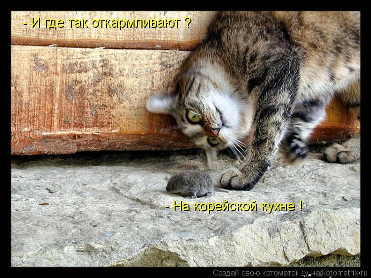 - И где так откармливают ? - На корейской кухне !... Котоматрица: - И где так откармливают ? - На корейской кухне !