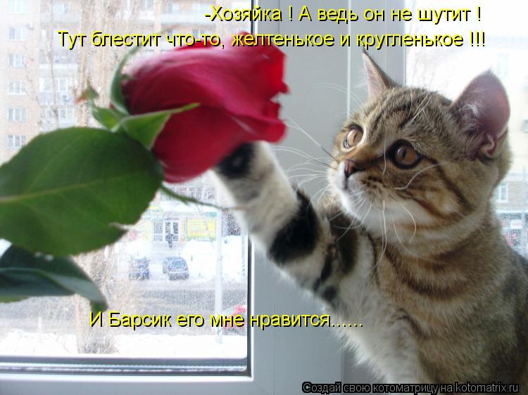-Хозяйка ! А ведь он не шутит ! Тут блестит что-то, желтенькое и кругленькое !!! И Барсик его мне нра... Котоматрица: -Хозяйка ! А ведь он не шутит ! Тут блестит что-то, желтенькое и кругленькое !!! И Барсик его мне нравится......