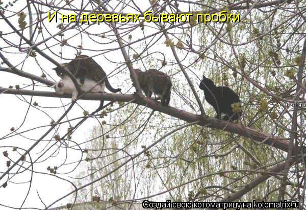 И на деревьях бывают пробки...... Котоматрица: И на деревьях бывают пробки...