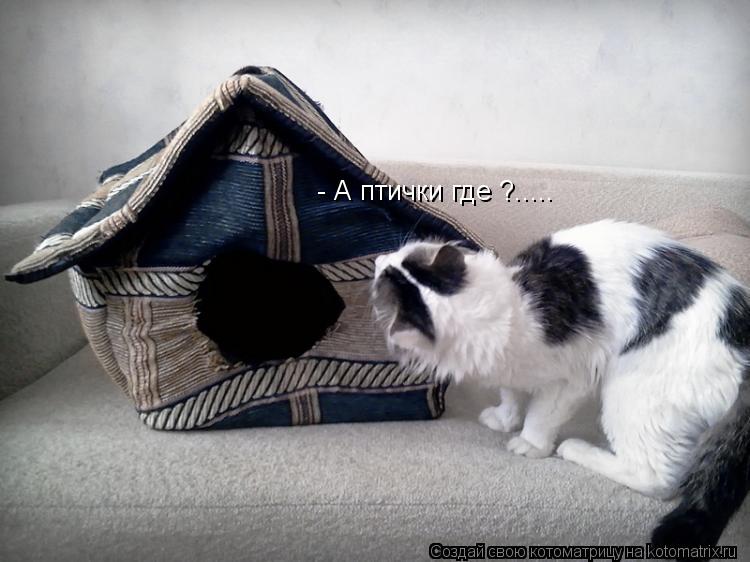- А птички где ?........ Котоматрица: - А птички где ?.....
