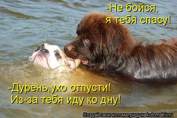 -Не бойся, я тебя спасу! -Дурень,ухо отпусти! Из-за тебя иду ко дну!... Котоматрица: -Не бойся, я тебя спасу! -Дурень,ухо отпусти! Из-за тебя иду ко дну!