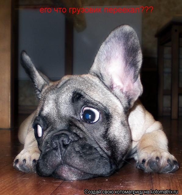 его что грузовик переехал???... Котоматрица: его что грузовик переехал???