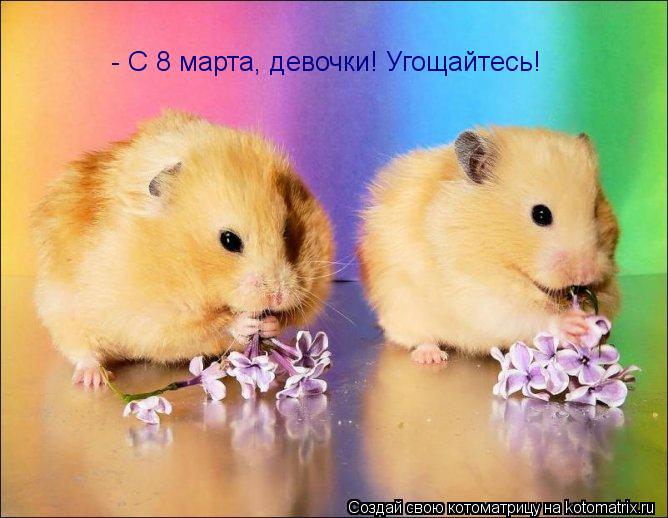 - С 8 марта, девочки! Угощайтесь!... Котоматрица: - С 8 марта, девочки! Угощайтесь!
