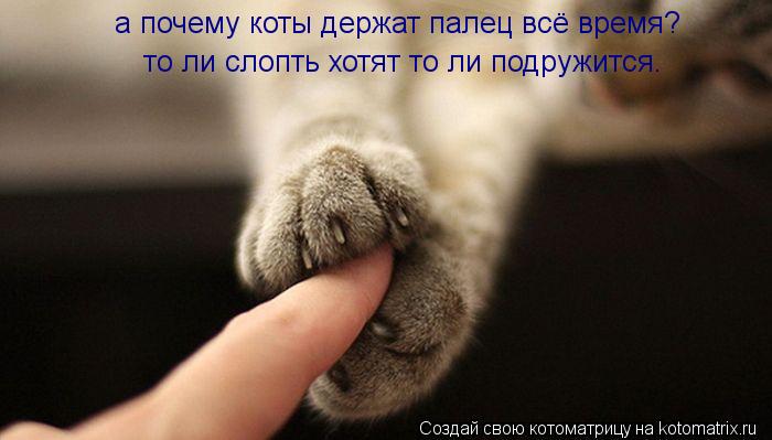 а почему коты держат палец всё время? то ли слопть хотят то ли подружится.... Котоматрица: а почему коты держат палец всё время? то ли слопть хотят то ли подружится.