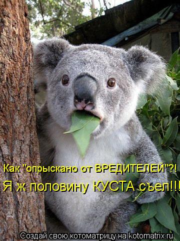 Как "опрыскано от ВРЕДИТЕЛЕЙ"?! Я ж половину КУСТА съел!!!... Котоматрица: Как "опрыскано от ВРЕДИТЕЛЕЙ"?! Я ж половину КУСТА съел!!!
