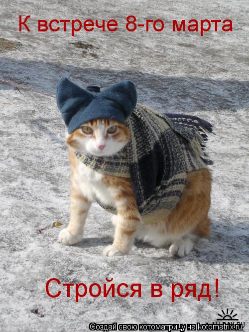 К встрече 8-го марта Стройся в ряд!... Котоматрица: К встрече 8-го марта Стройся в ряд!