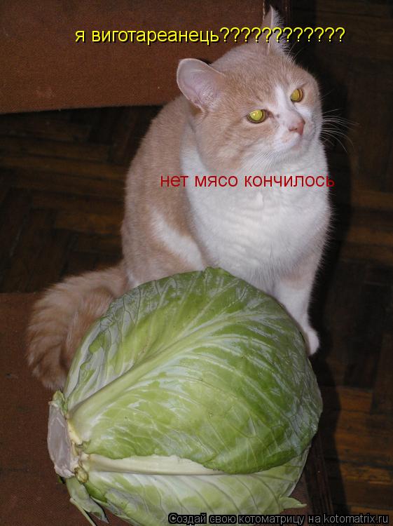я виготареанець???????????? нет мясо кончилось... Котоматрица: я виготареанець???????????? нет мясо кончилось