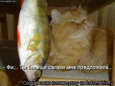 - Фи... Ты бы еще салаки мне предложила...... Котоматрица: - Фи... Ты бы еще салаки мне предложила...
