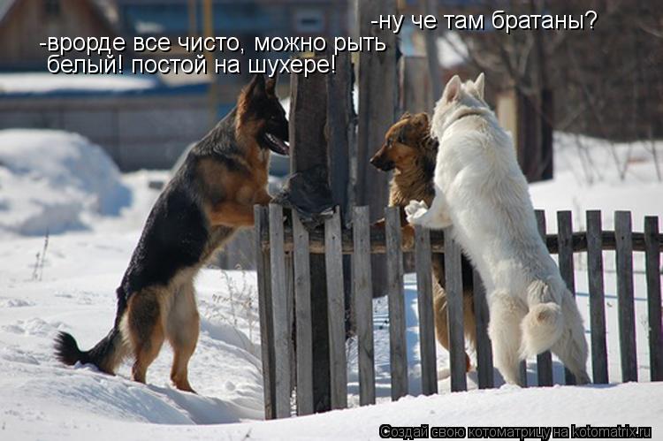 -ну че там братаны? -врорде все чисто, можно рыть белый! постой на шухере!... Котоматрица: -ну че там братаны? -врорде все чисто, можно рыть белый! постой на шухере!
