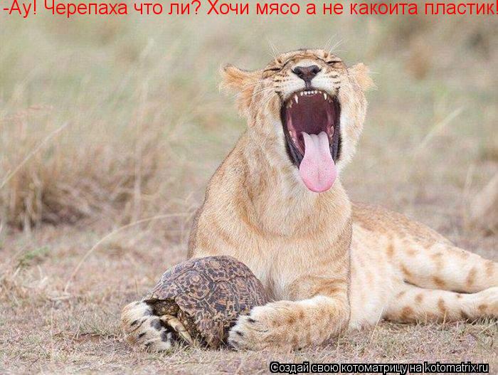 Котоматрица: -Ау! Черепаха что ли? Хочи мясо а не какоита пластик!