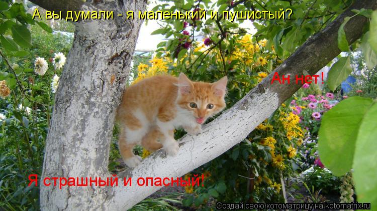 Котоматрица: А вы думали - я маленький и пушистый? Ан нет! Я страшный и опасный!