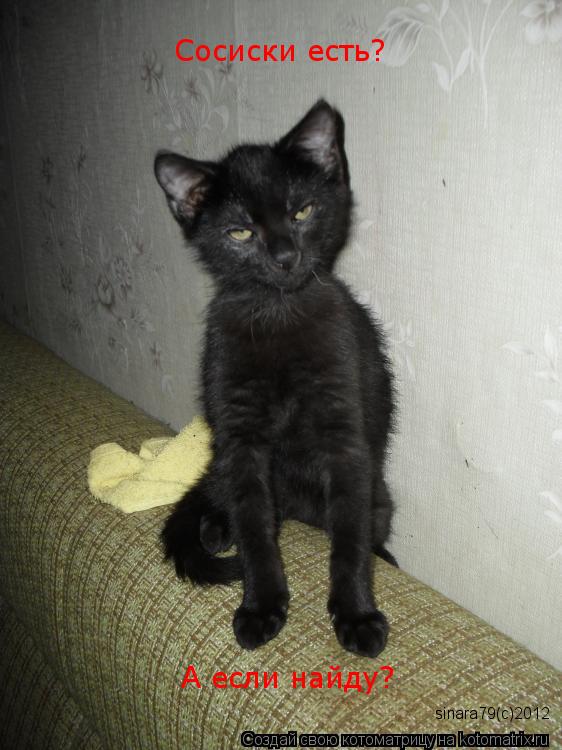 Котоматрица: А если найду? Сосиски есть? sinara79(c)2012