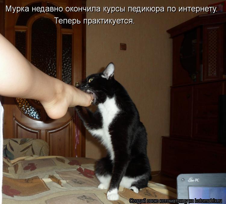 Теперь практикуется. Мурка недавно окончила курсы педикюра по интернету.... Котоматрица: Теперь практикуется. Мурка недавно окончила курсы педикюра по интернету.