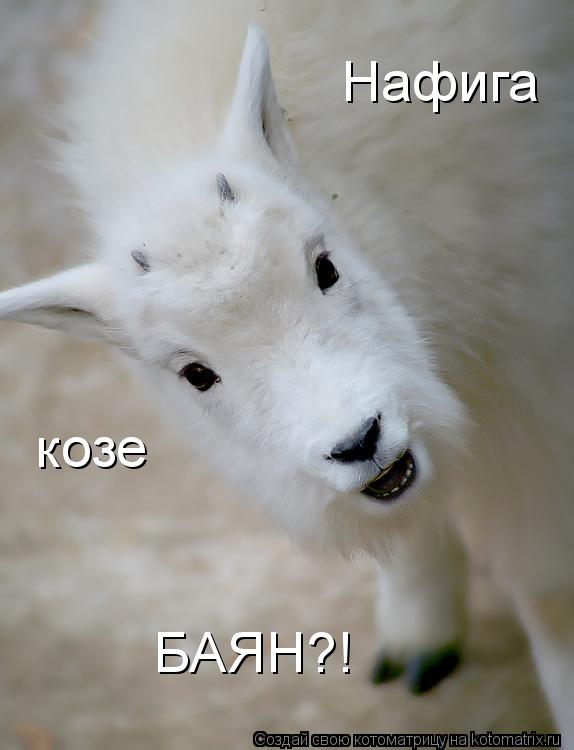 Нафига козе БАЯН?!... Котоматрица: Нафига козе БАЯН?!
