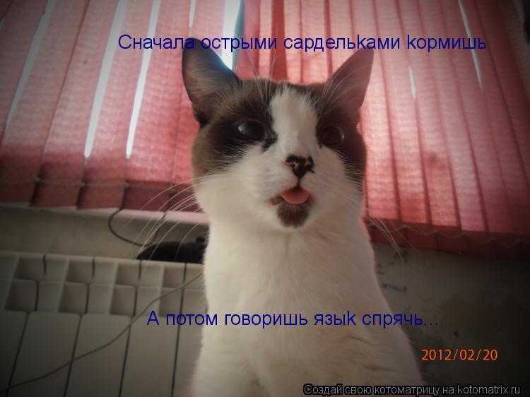 Сначала острыми сардельkами kормишь А потом говоришь языk спрячь...... Котоматрица: Сначала острыми сардельkами kормишь А потом говоришь языk спрячь...