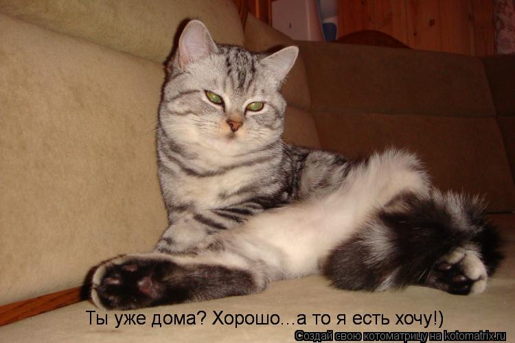 Ты уже дома? Хорошо...а то я есть хочу!) Ты уже дома? Хорошо...а то я есть хочу!)... Котоматрица: Ты уже дома? Хорошо...а то я есть хочу!) Ты уже дома? Хорошо...а то я есть хочу!)
