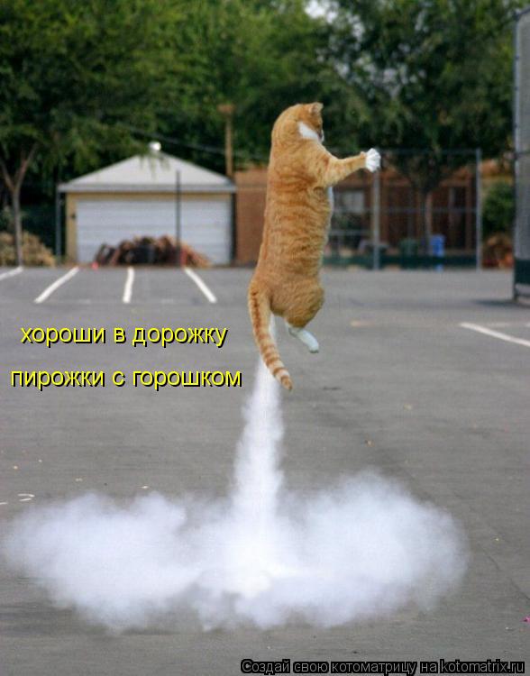 хороши в дорожку пирожки с горошком... Котоматрица: хороши в дорожку пирожки с горошком
