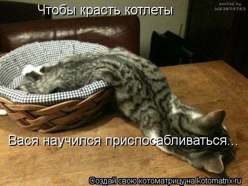 Вася научился приспосабливаться... Чтобы красть котлеты... Котоматрица: Вася научился приспосабливаться... Чтобы красть котлеты