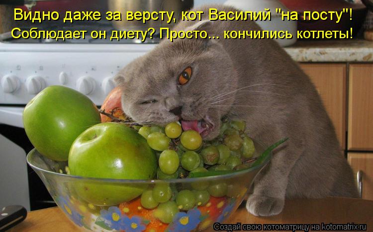 Видно даже за версту, кот Василий "на посту"! Соблюдает он диету? Просто... кончились котлеты!... Котоматрица: Видно даже за версту, кот Василий "на посту"! Соблюдает он диету? Просто... кончились котлеты!