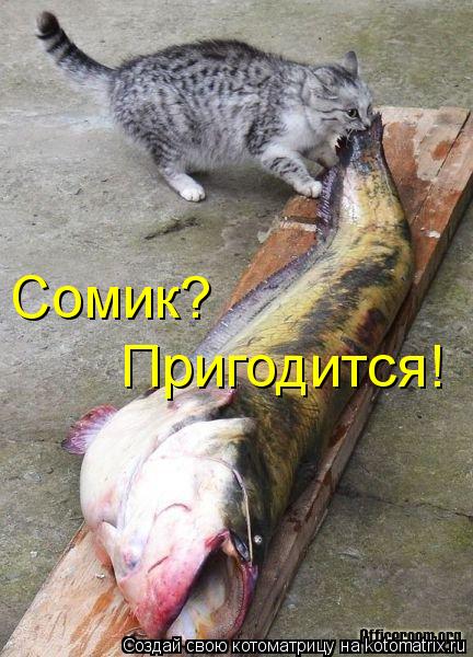 Сомик? Пригодится!... Котоматрица: Сомик? Пригодится!