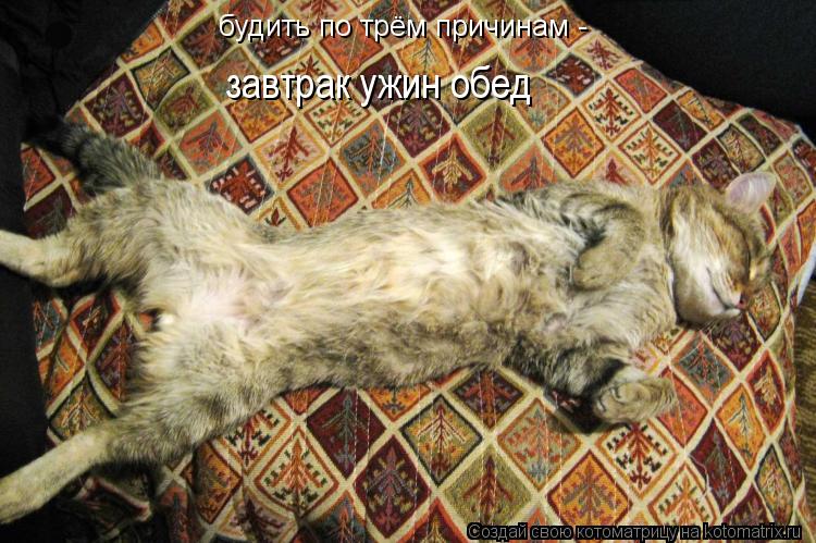 будить по трём причинам - завтрак ужин обед... Котоматрица: будить по трём причинам - завтрак ужин обед
