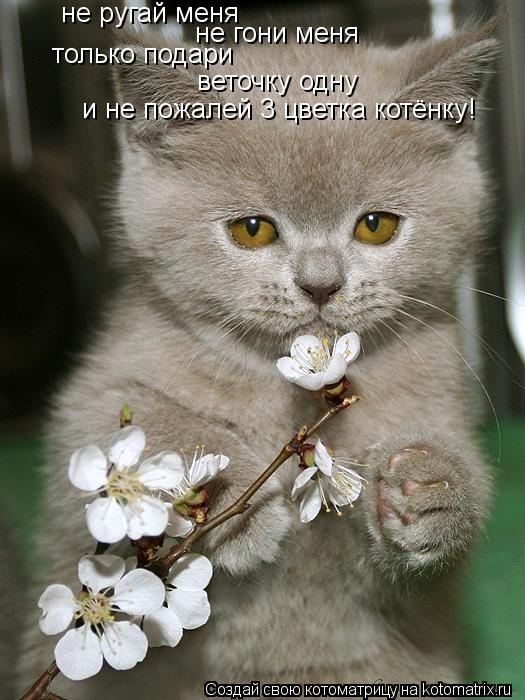 не ругай меня не гони меня только подари веточку одну и не пожалей 3 цветка котёнку!... Котоматрица: не ругай меня не гони меня только подари веточку одну и не пожалей 3 цветка котёнку!