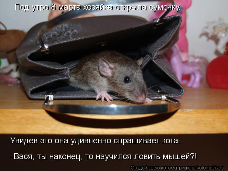 Под утро 8 марта хозяйка открыла сумочку. Увидев это она удивленно спрашивает кота: -Вася, ты наконец... Котоматрица: Под утро 8 марта хозяйка открыла сумочку. Увидев это она удивленно спрашивает кота: -Вася, ты наконец, то научился ловить мышей?!