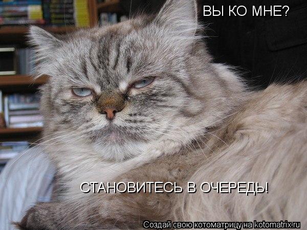 ВЫ КО МНЕ? СТАНОВИТЕСЬ В ОЧЕРЕДЬ!... Котоматрица: ВЫ КО МНЕ? СТАНОВИТЕСЬ В ОЧЕРЕДЬ!