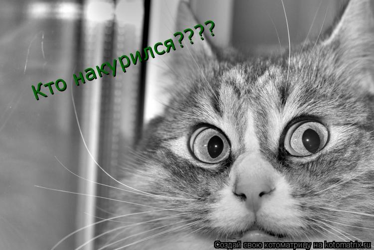 Кто накурился????... Котоматрица: Кто накурился????