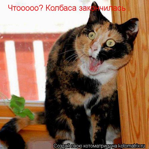 Чтооооо? Колбаса закончилась... Котоматрица: Чтооооо? Колбаса закончилась