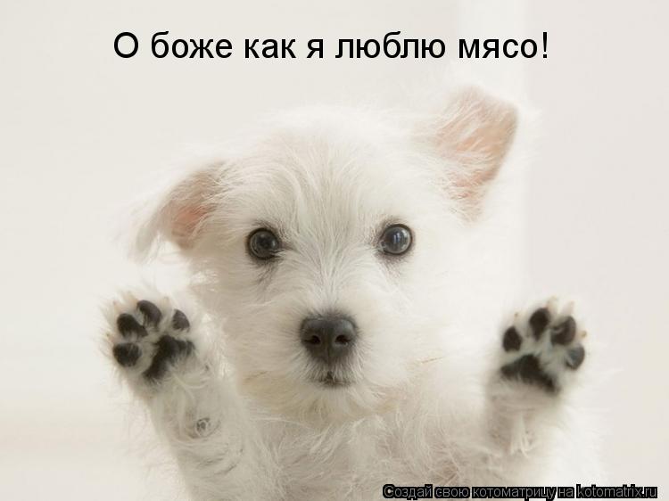 О боже как я люблю мясо!... Котоматрица: О боже как я люблю мясо!
