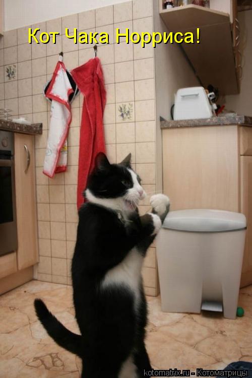 Кот Чака Норриса!... Котоматрица: Кот Чака Норриса!