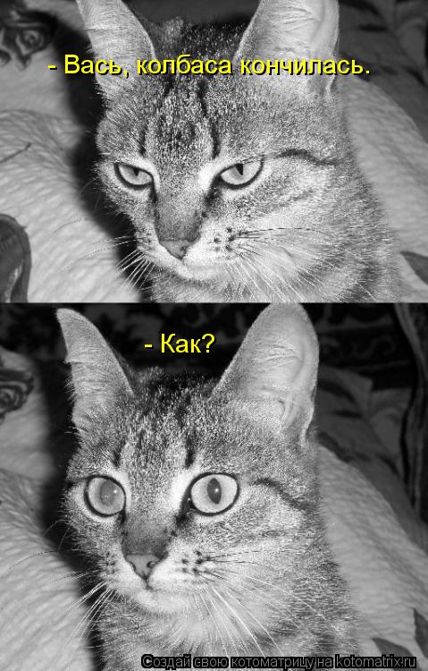 - Вась, колбаса кончилась. - Как?... Котоматрица: - Вась, колбаса кончилась. - Как?