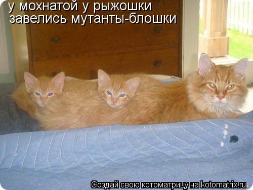 у мохнатой у рыжошки завелись мутанты-блошки... Котоматрица: у мохнатой у рыжошки завелись мутанты-блошки
