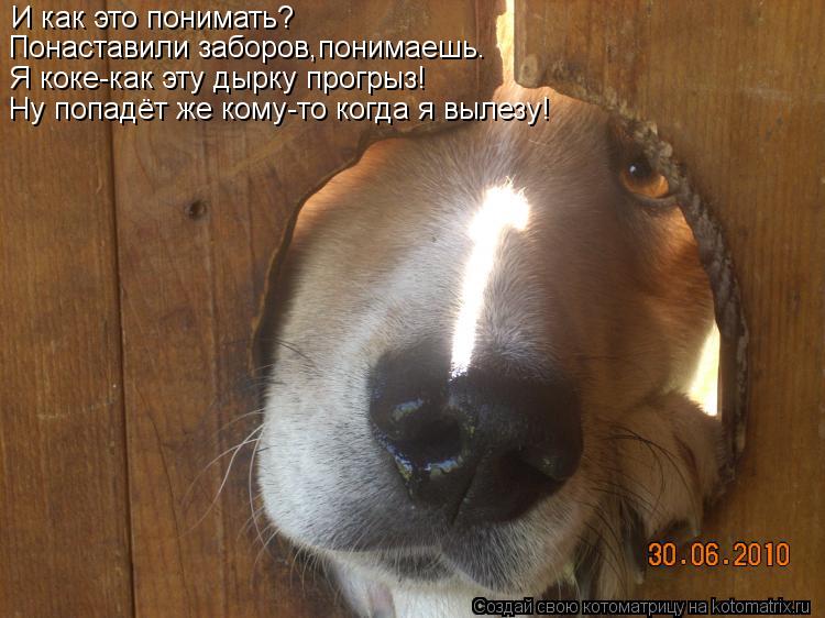 И как это понимать? Понаставили заборов,понимаешь. Я коке-как эту дырку прогрыз! Ну попадёт же кому-т... Котоматрица: И как это понимать? Понаставили заборов,понимаешь. Я коке-как эту дырку прогрыз! Ну попадёт же кому-то когда я вылезу!
