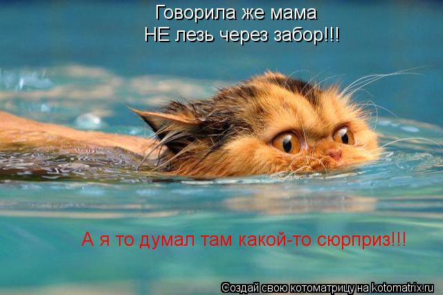 Говорила же мама Говорила же мама НЕ лезь через забор!!! НЕ лезь через забор!!! А я то думал там како... Котоматрица: Говорила же мама Говорила же мама НЕ лезь через забор!!! НЕ лезь через забор!!! А я то думал там какой-то сюрприз!!!