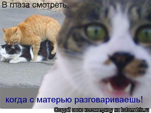 В глаза смотреть ,ко В глаза смотреть, когда с матерью разговариваешь!... Котоматрица: В глаза смотреть ,ко В глаза смотреть, когда с матерью разговариваешь!